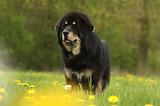DOGUE DU TIBET 823